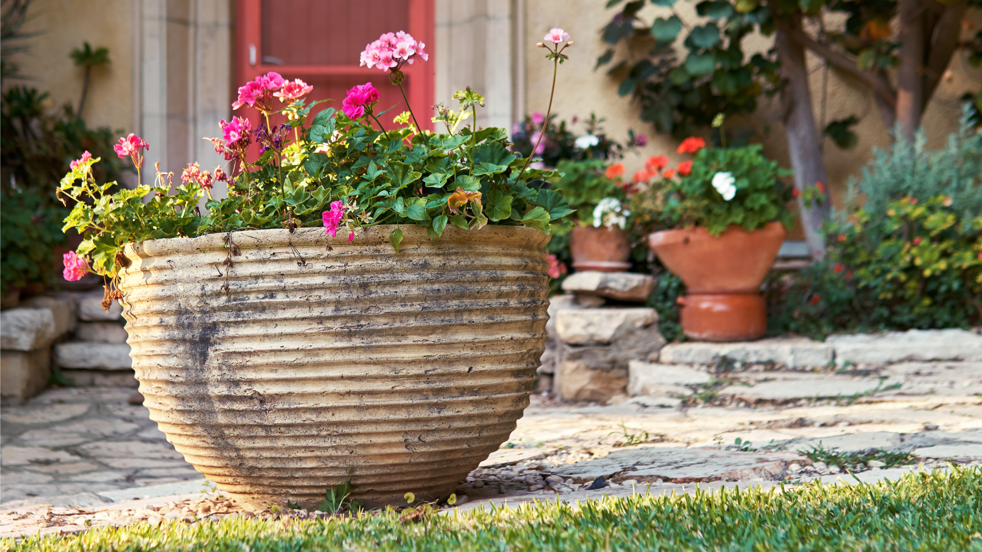 planter with geraniums 