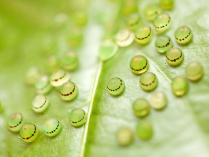 Butterfly Eggs On A Plant Leaf