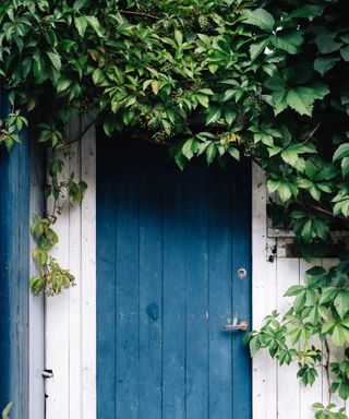 Ivy on a blue door