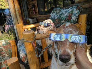 Two English Setters wearing eclipse glasses