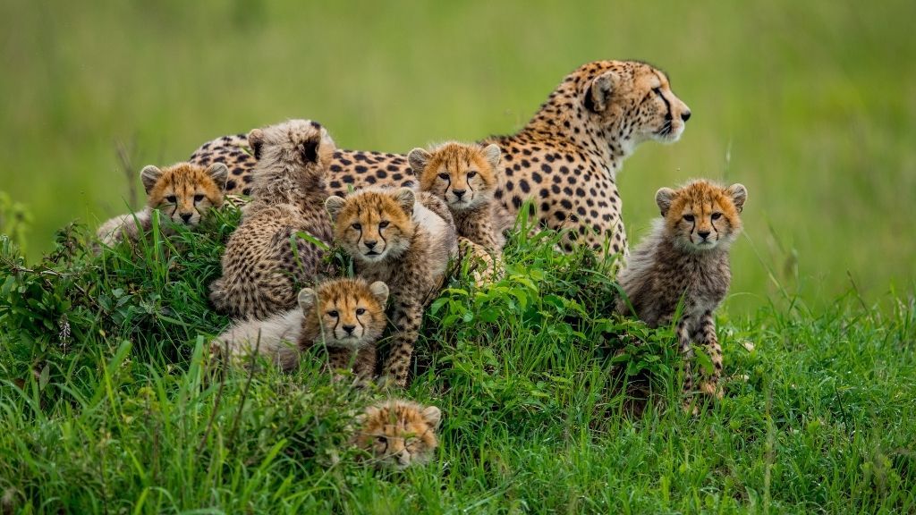 Cheetahs: Earth's fastest land animals