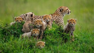 photo of baby cheetahs cuddled around an adult cheetah in a field