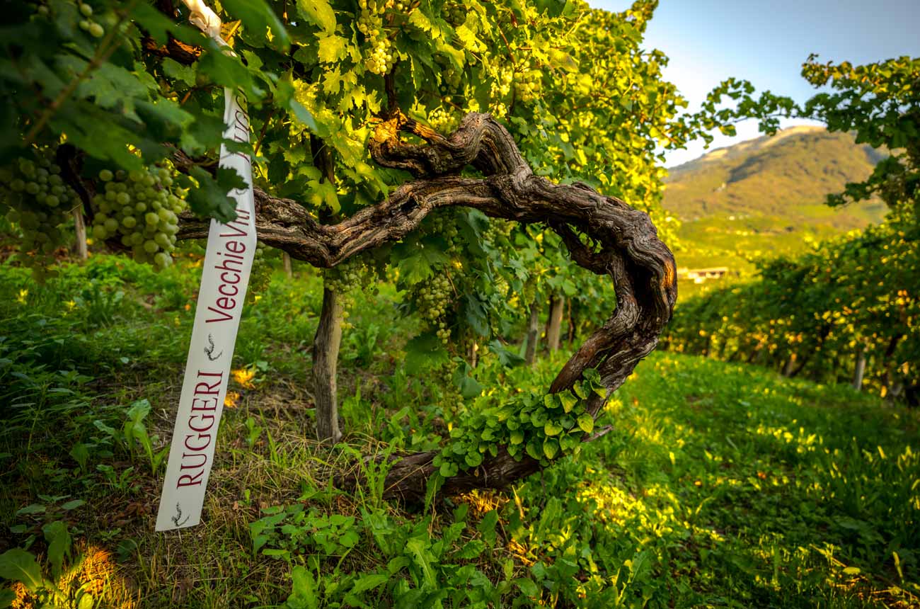 Copy-of-Vigneto-Vecchie-Viti.jpg