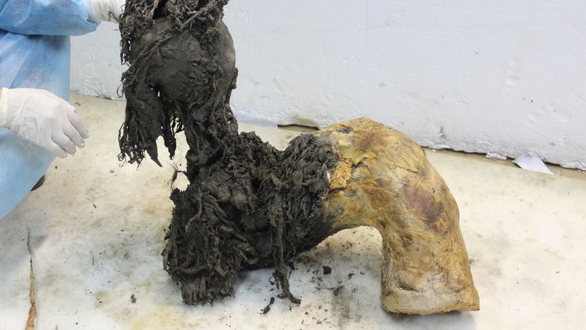 a researcher holds up a preserved mammoth leg