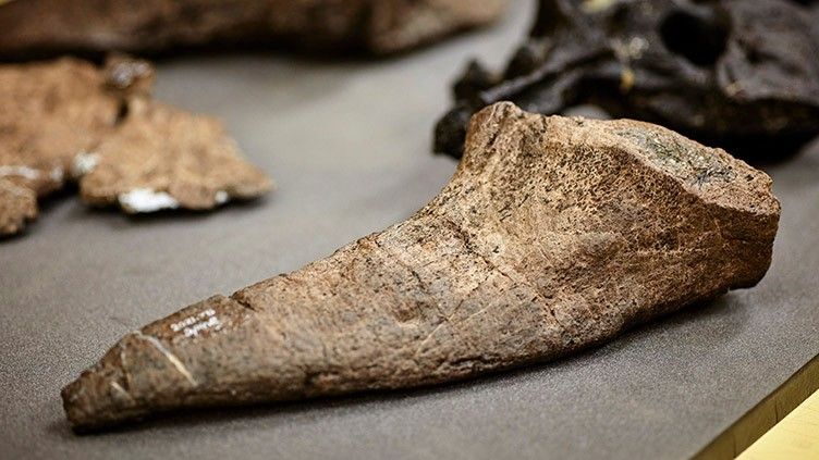 A large bone chunk on a table