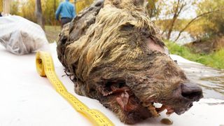 A local man discovered the severed head of a wolf that lived over 40,000 years ago.