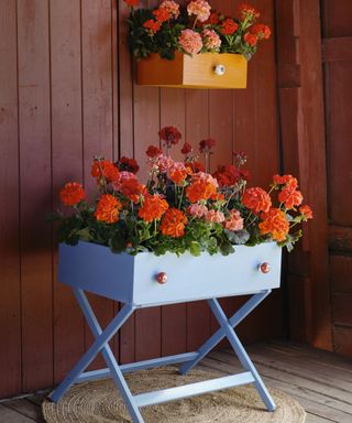 A set of drawers upcycled into a planter box with pelargoniums