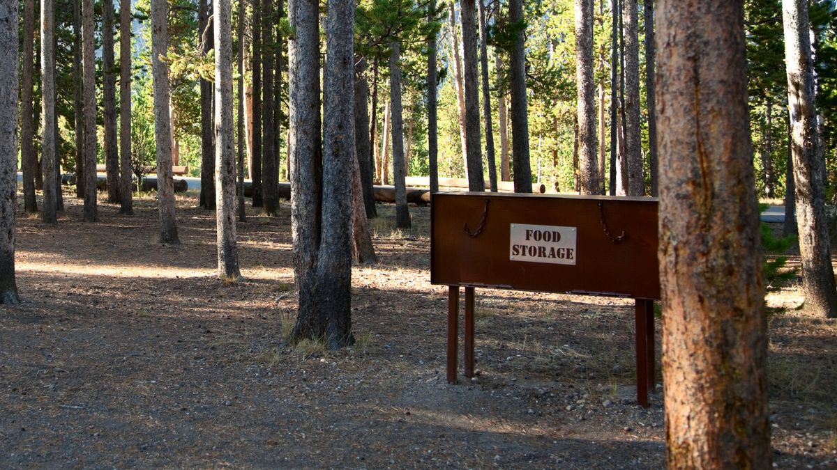 Bear box in woodland