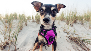 Dog wearing a pink harness on the sandy beach