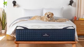 A golden retriever dog lies happily on top of the DreamCloud Luxury Hybrid mattress