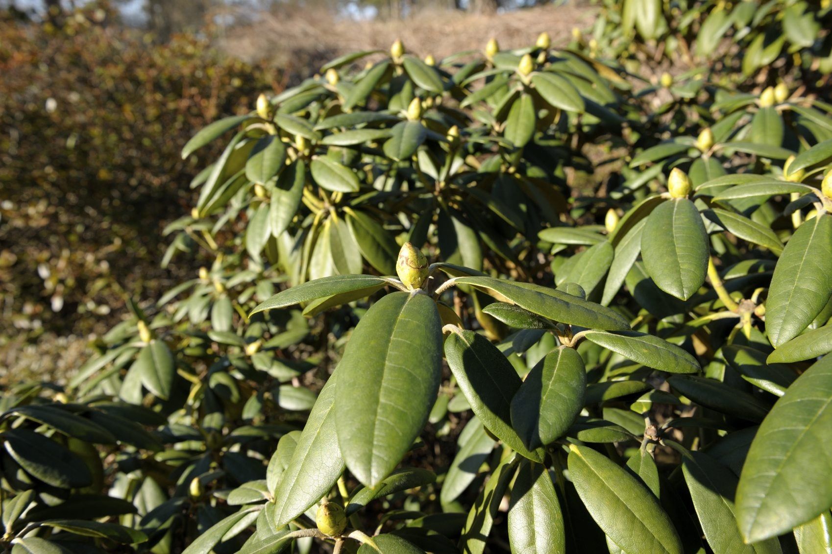 Non-Flowering Rhododendrons - How To Get A Rhododendron To Bloom ...