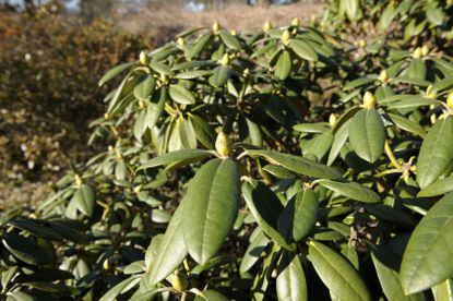Rhododendron Shrubs With No Flowers