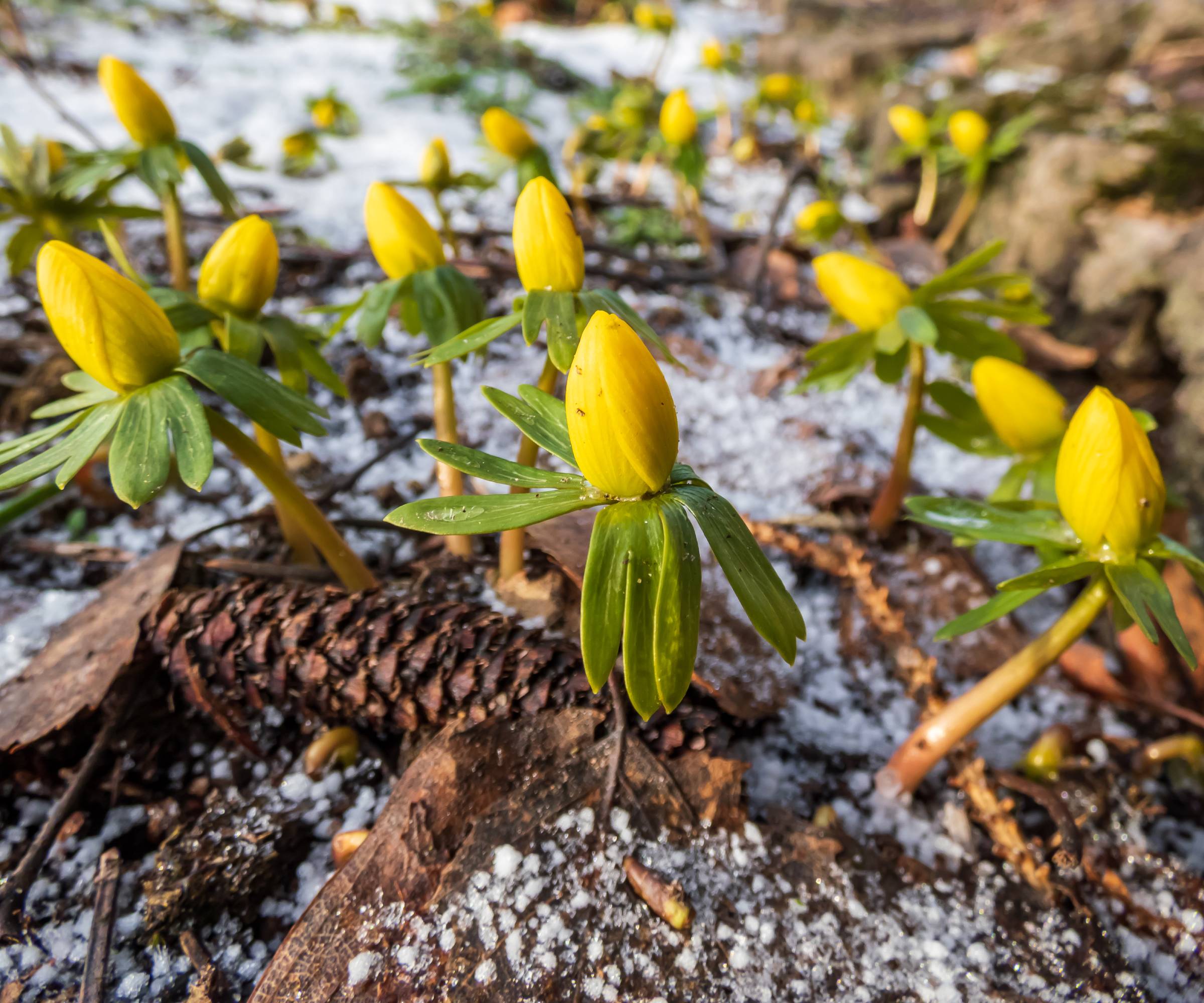 Winter aconite flowers emerging from snow