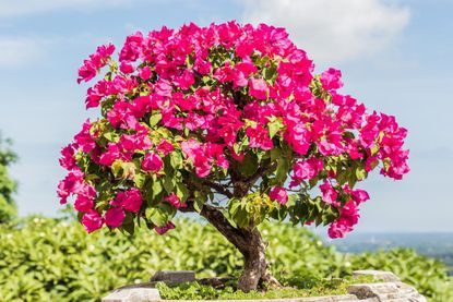 Small Pink Bougainvillea Bonsai Tree