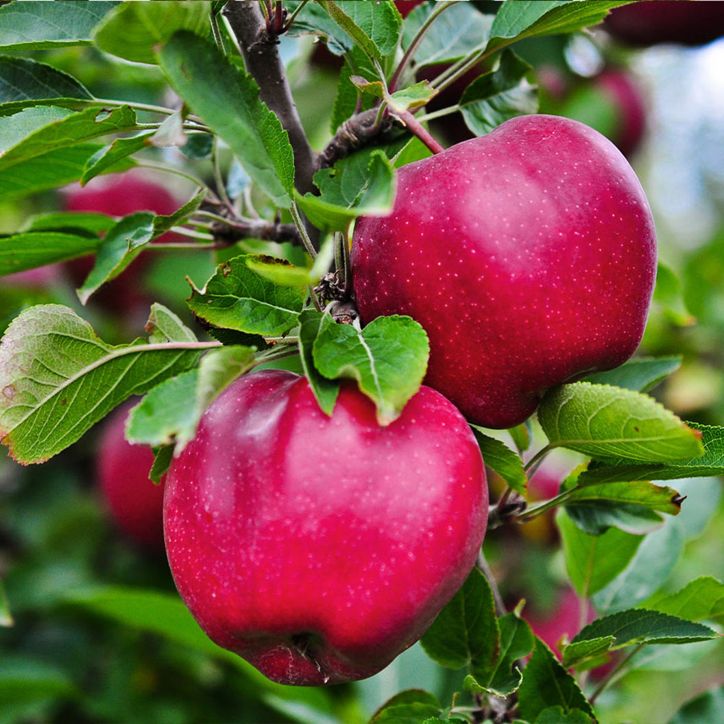 Pink Lady&amp;reg; Apple Tree