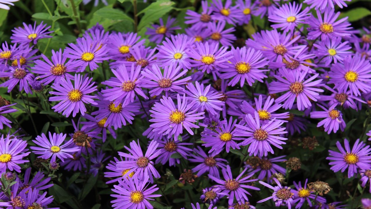 The mauve flowers of Aster amellus &#039;Veilchenkoenigin&#039;