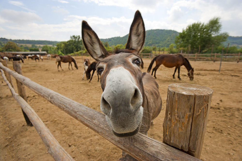 facts-about-donkeys-live-science