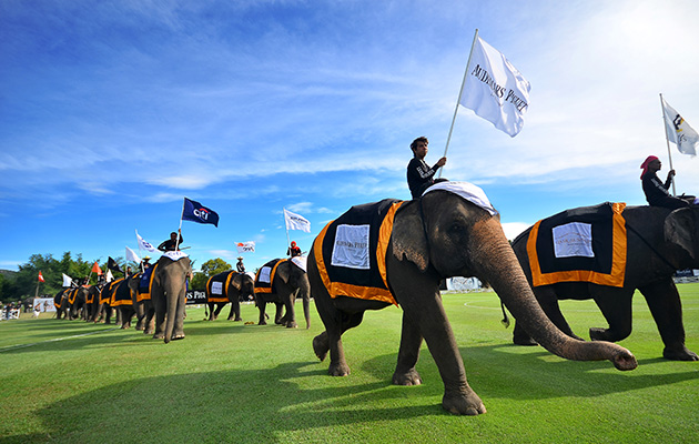 Elephant Polo
