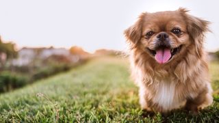 Pekingese