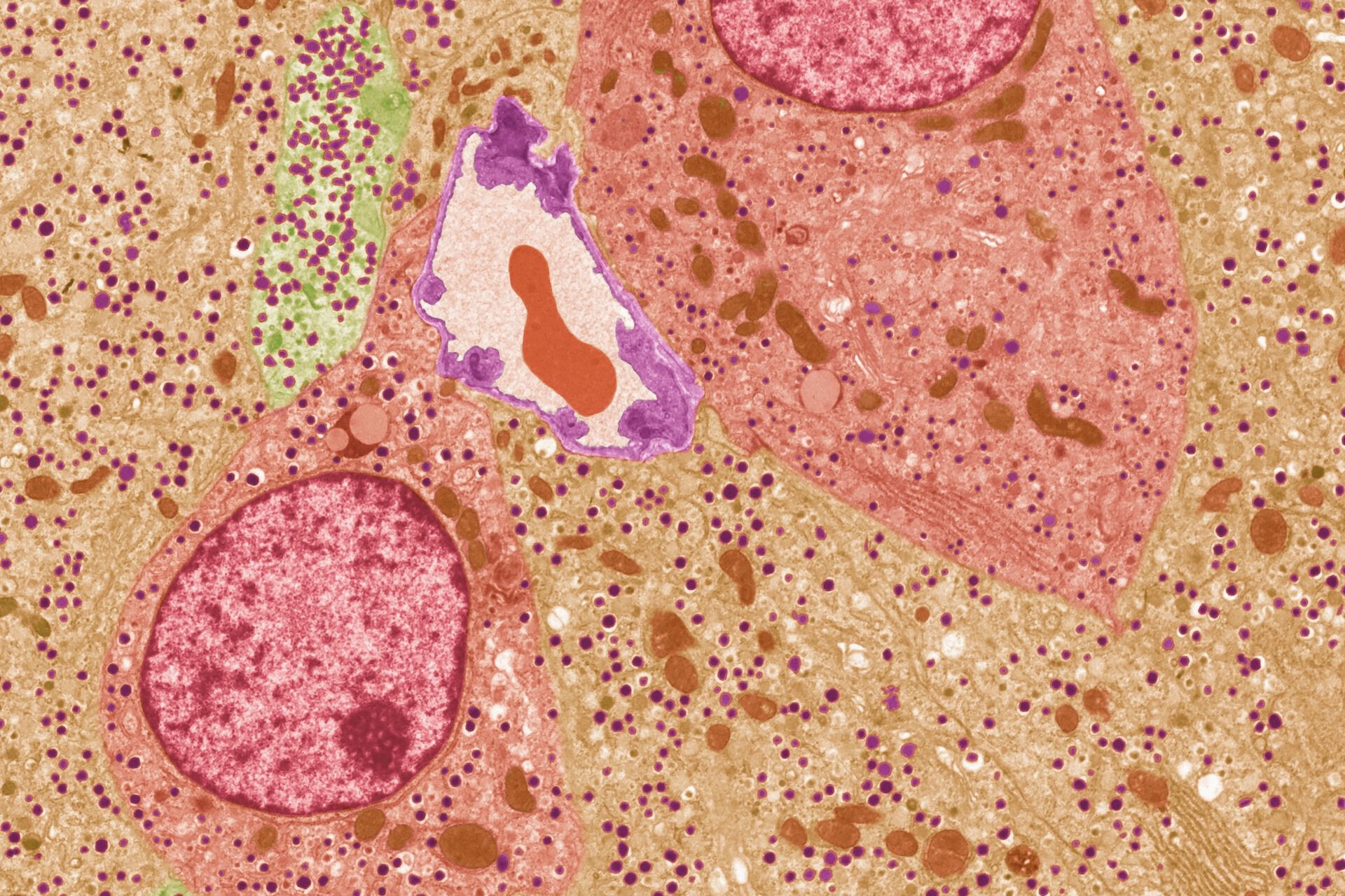 a microscope image of islet cells