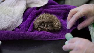 A baby hoglet curled up on a purple blanket.