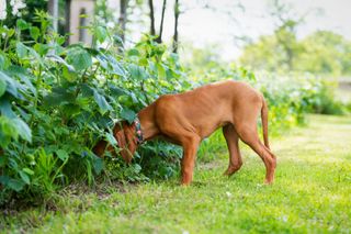 Dog sniffing bush on walk