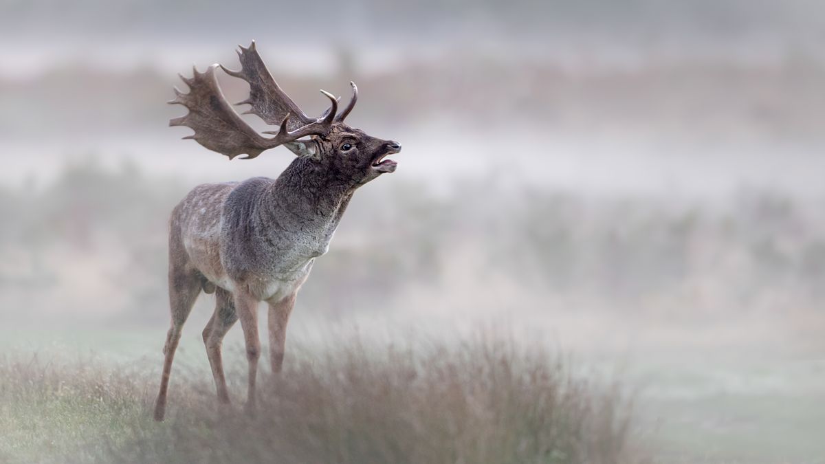 Buck in the mist