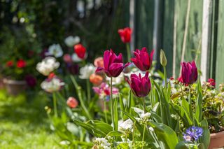 Dark pink tulips in the sunshine in a garden.