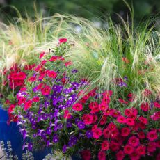 thriller filler spiller plants in a blue container