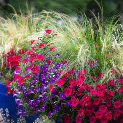 thriller filler spiller plants in a blue container