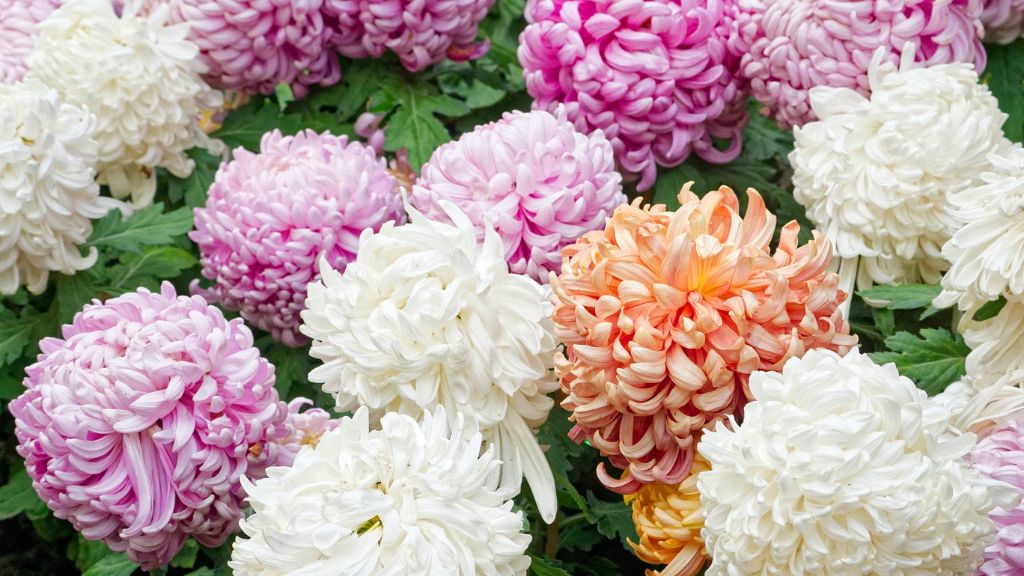 close up colorful chrysanthemum blooms 