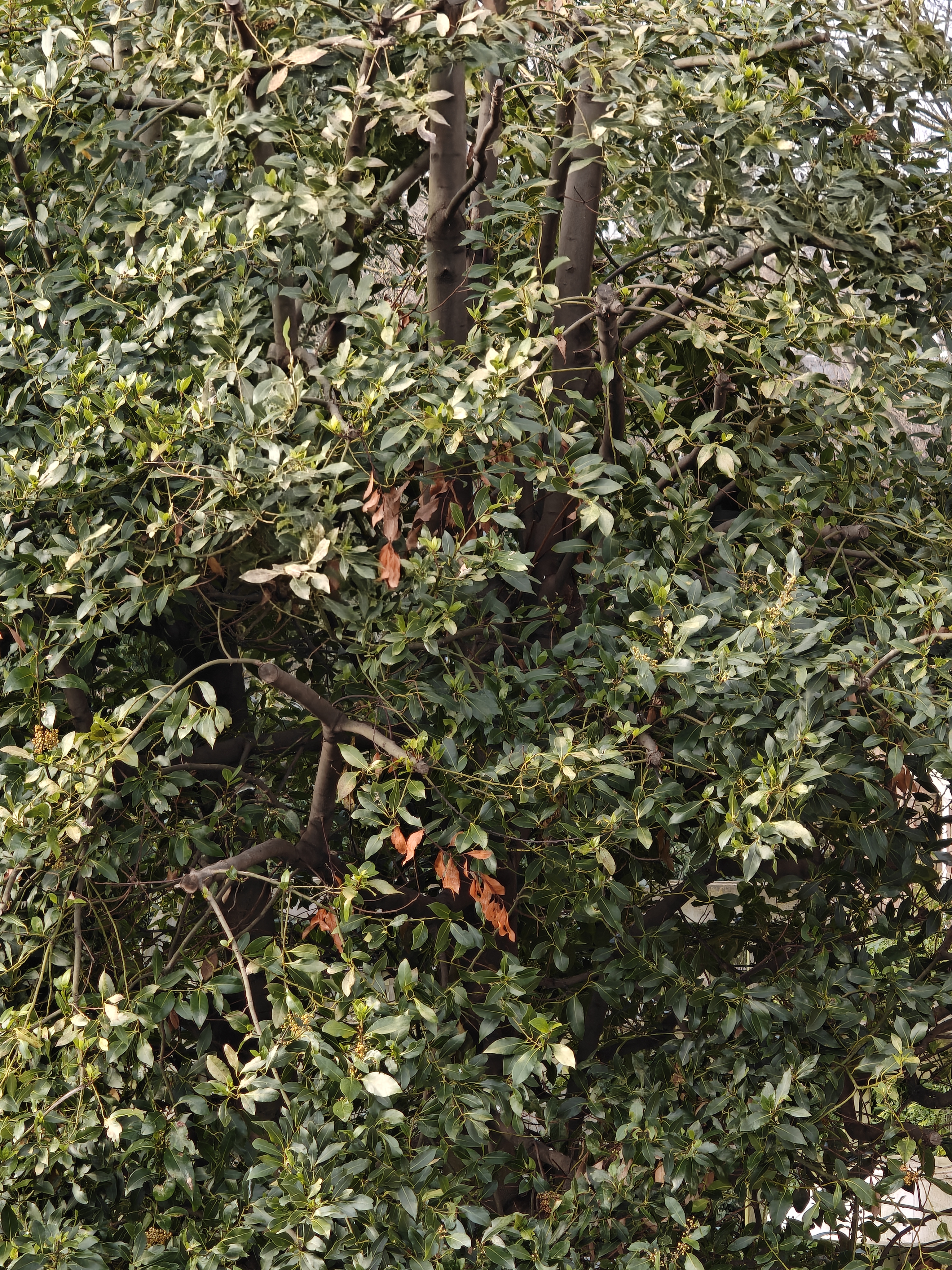 Close up of a tree