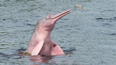 Pink Dolphin