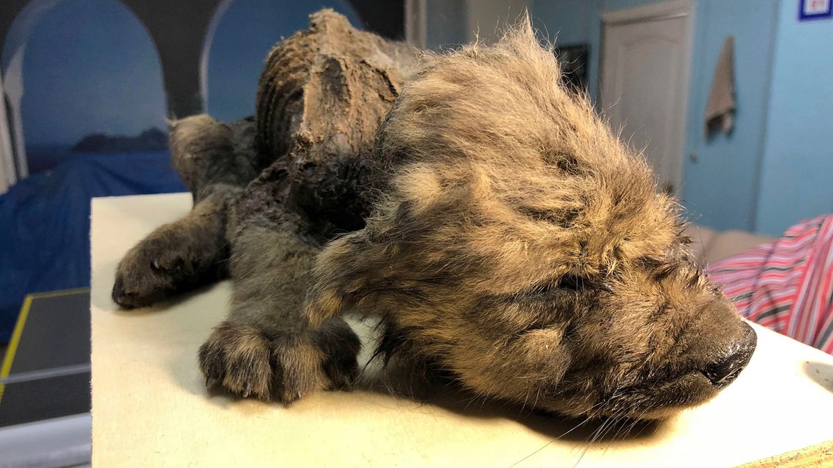 &#039;Dogor,&#039; an 18,000-year-old wolf pup, survived almost intact -- down to the whiskers -- in Siberian permafrost.