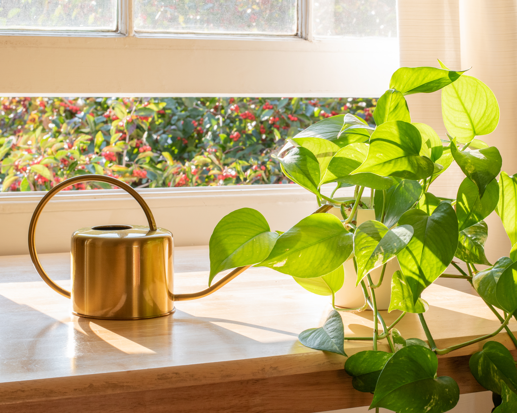 pothos and watering can on windowsill