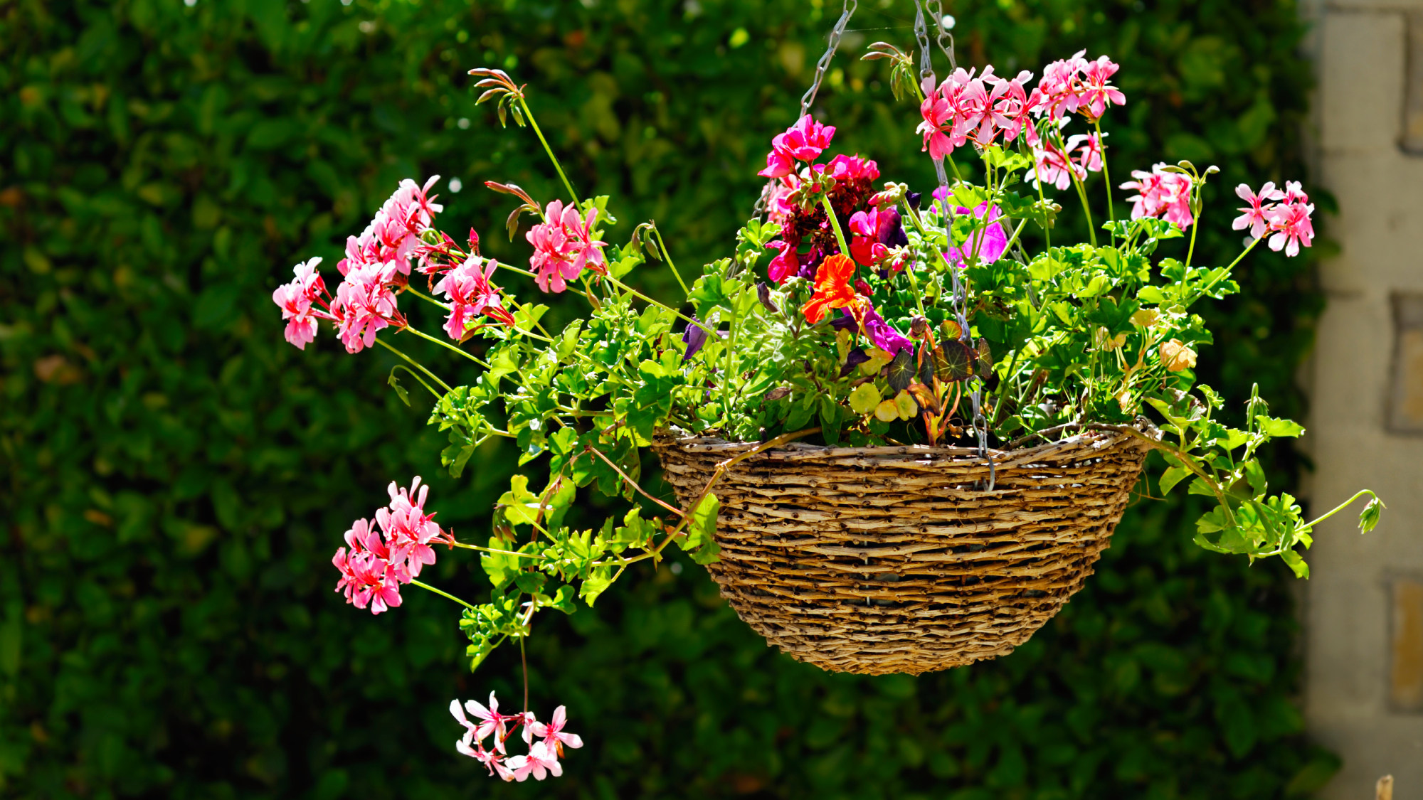 hanging basket full of pelargoniums