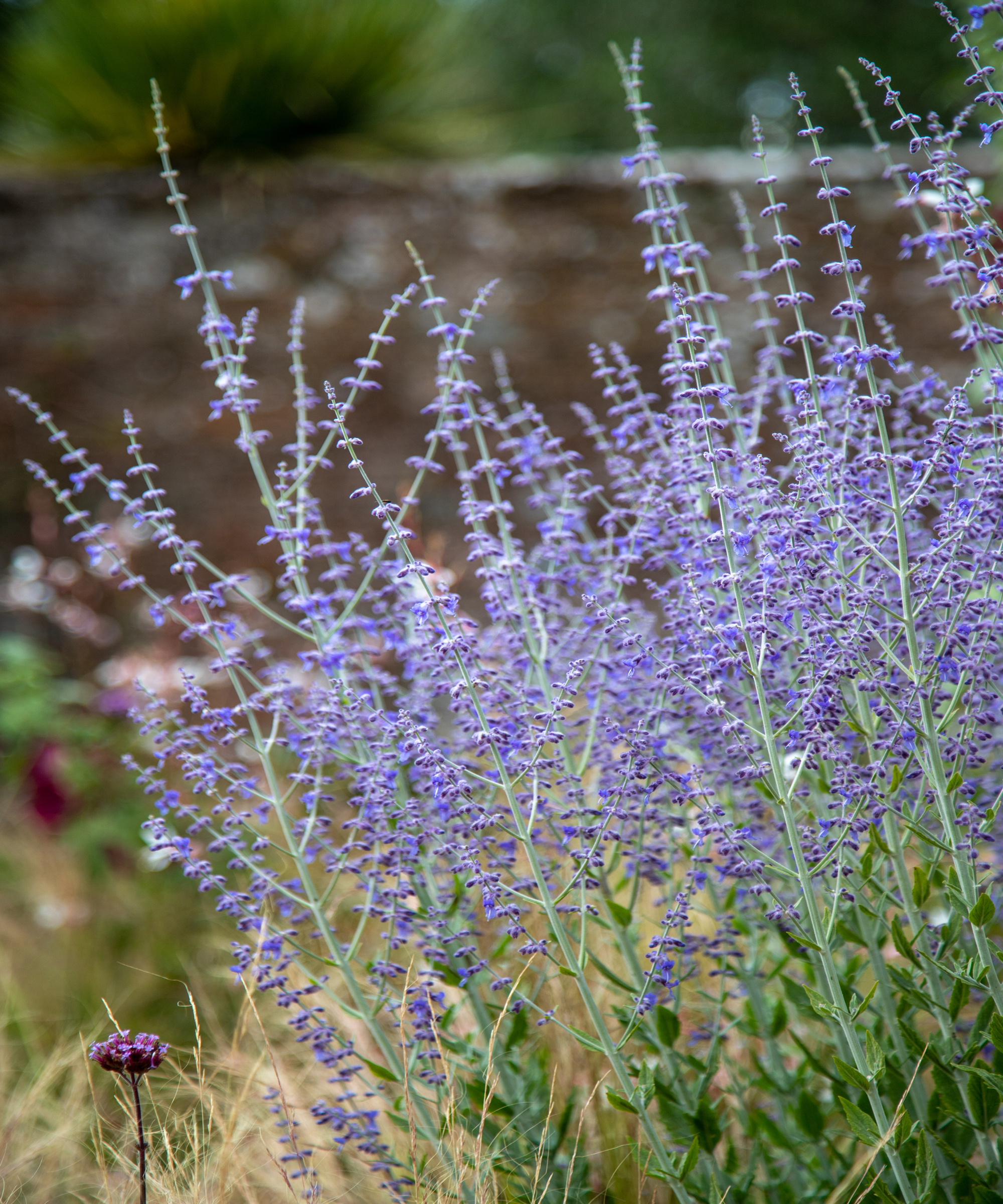 Blue/violet flowers and green foliage of Russian sage