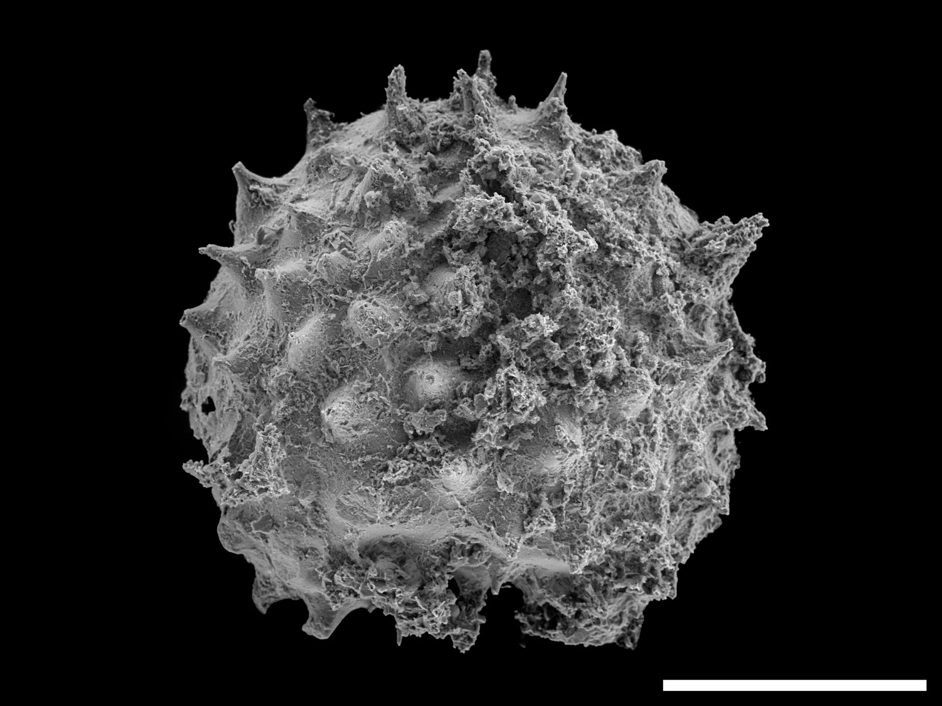 A microscope image showing a gray sphere with jagged edges.
