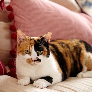cat with sofa and cushion