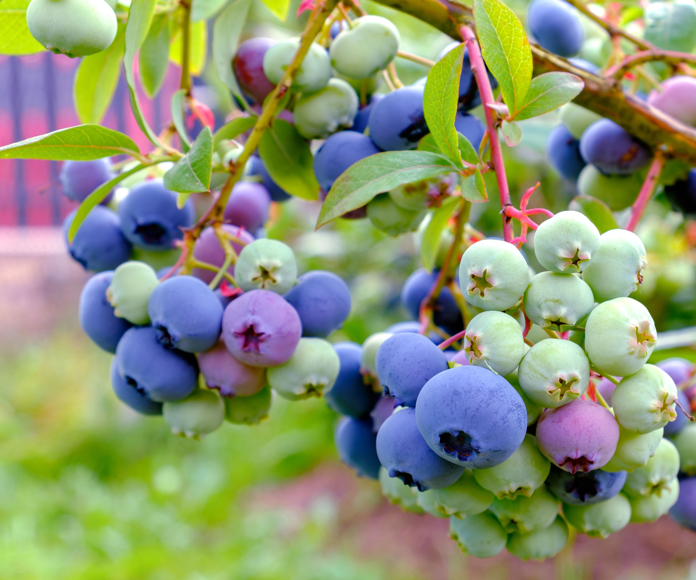 blueberry plant in garden bed with purple, pink and green fruits