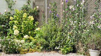 Sweet peas growing in basket and up trellis