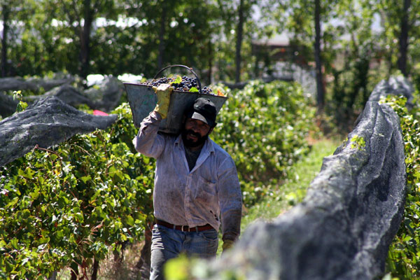 000009879-Argentina_wine_trends.jpg