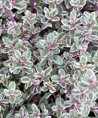 Silver edged variegated foliage of the aromatic, bushy thyme herb, Thymus vulgaris 'Silver Posie'