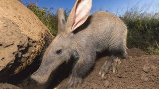 A young aardvark looking for ants under a rock with a blue sky in the background