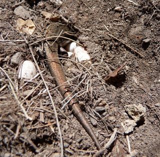 A three-lined skink hiding in the dirt.