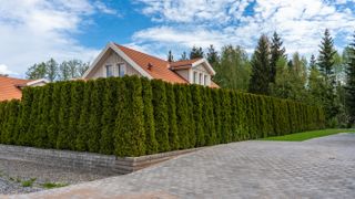 Wall of hedges around house