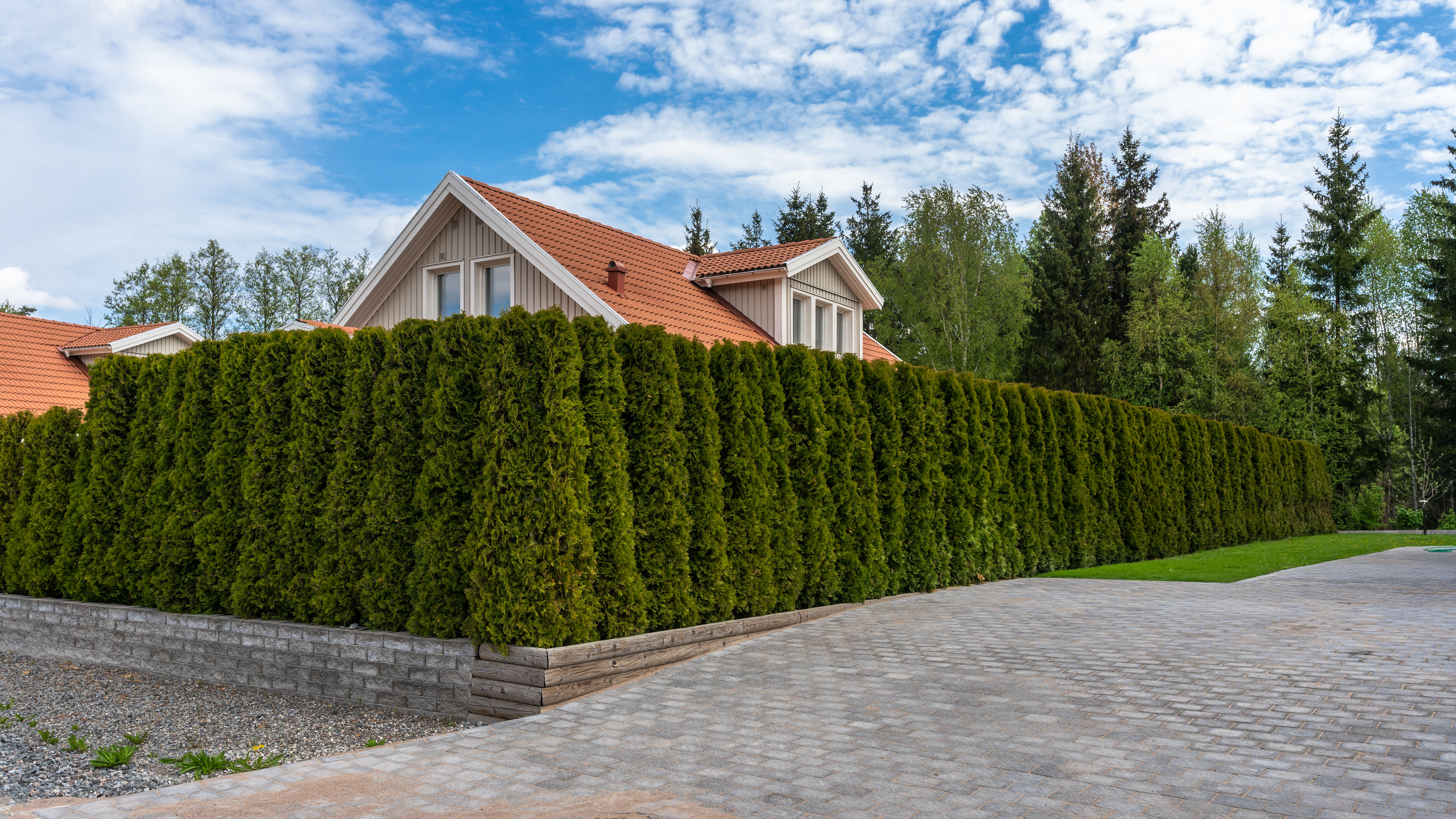 Wall of hedges around house