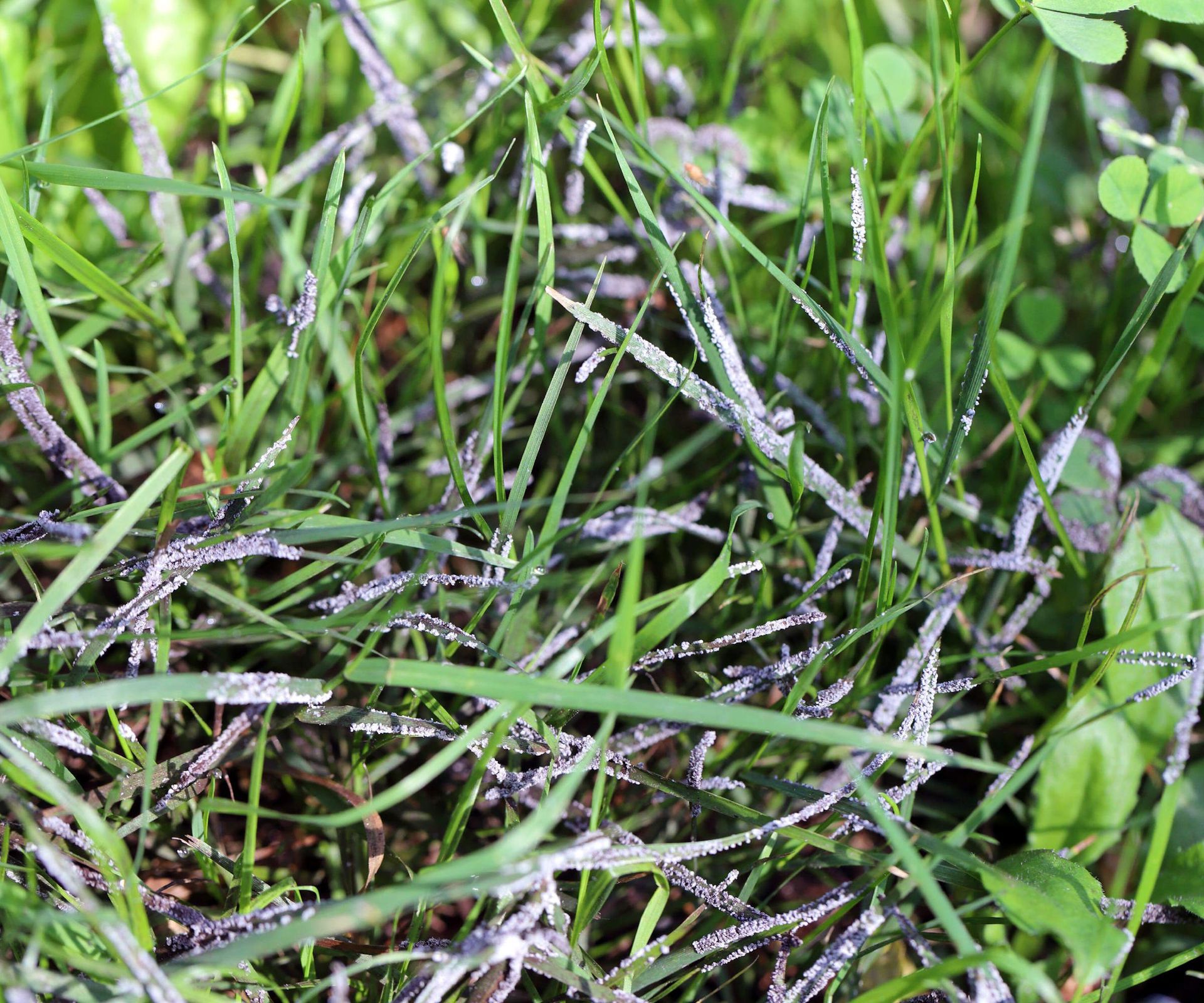 Expert tips for dealing with powdery mildew on lawns | Homes & Gardens