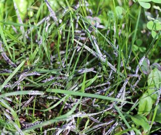 White powdery mildew on grass blades in a lawn