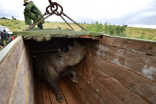 A female black rhinoceros about to be relocated from Nairobi National Park to Tsavo-East National Park in an effort to repopulate habitats around Kenya, on June 26, 2018.